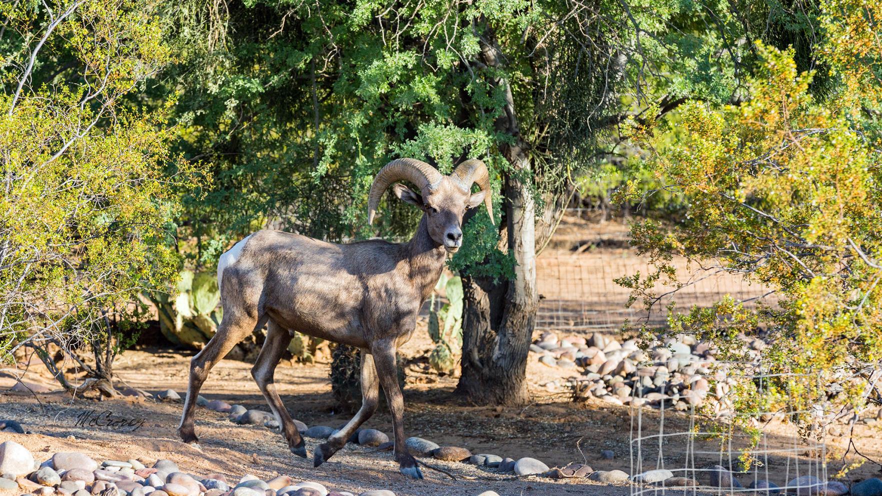 Bighorn sheep surviving, possibly thriving, in Tucson's Catalina Mountains